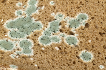 Verschimmeltes Brot