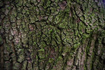 Bark tree