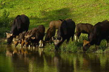 The herd of bison eat the evening water.