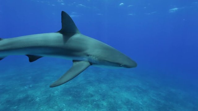 Divers photograph grey reef shark, POV