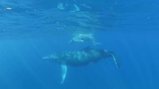 Humpback whale with calf in Indian Ocean, POV