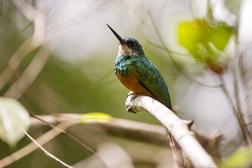 Rufous-tailed Jacamar
