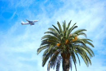 Palm and airplane on the background