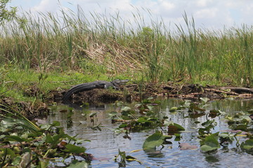 Olha o Crocodilo