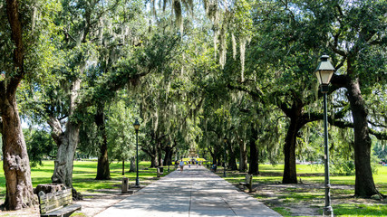 Live Oak 1