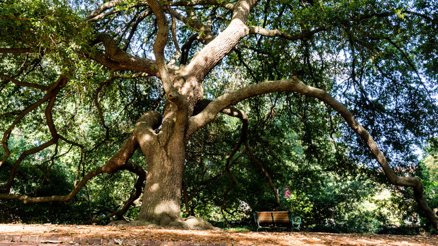Live Oak 6
