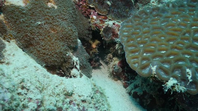 Close up, mantis shrimp in Indian Ocean reef