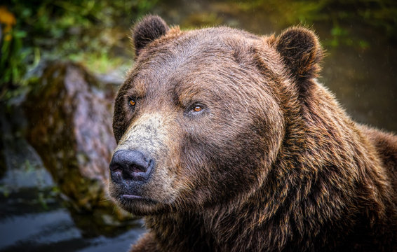 Ursus arctos sitkensis