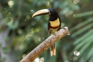Black-necked Aracari