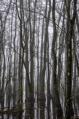 Fototapeta premium Ghost Trees