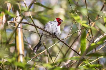 Red-cowled Cardinal