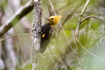 Blond-crested Woodpecker