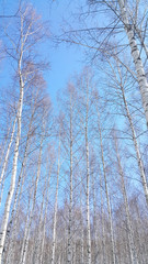 A grove of birch trees and sky