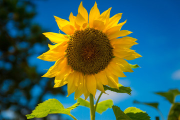 sunflower