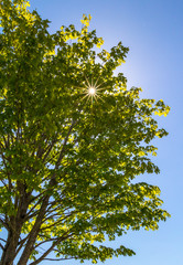 Sunburst tree