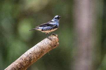 White-bellied Tanager