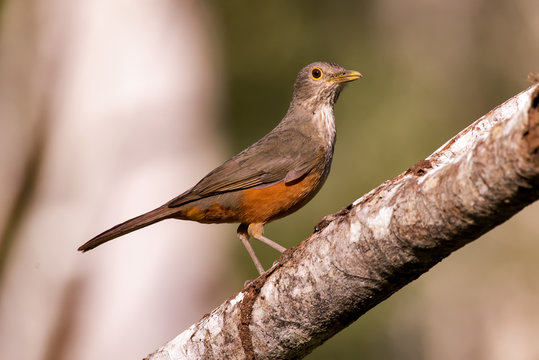 Rufous-bellied Thrush