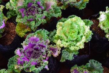 vegetable cabbage