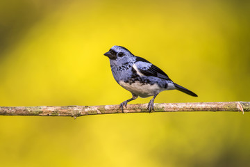 White-bellied Tanager