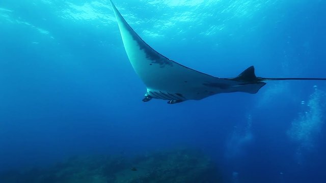 Manta ray swims over ocean ridge, POV