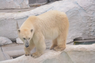 Polar bear