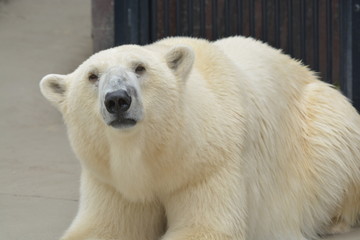 Polar bear