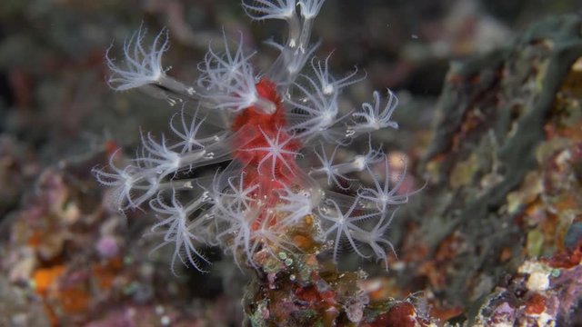 Corallium rubrum in reef, close up