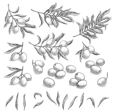 Olive Images – Browse 1,345,052 Stock Photos, Vectors, and Video
