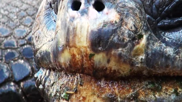Galapagos Giant Tortoise