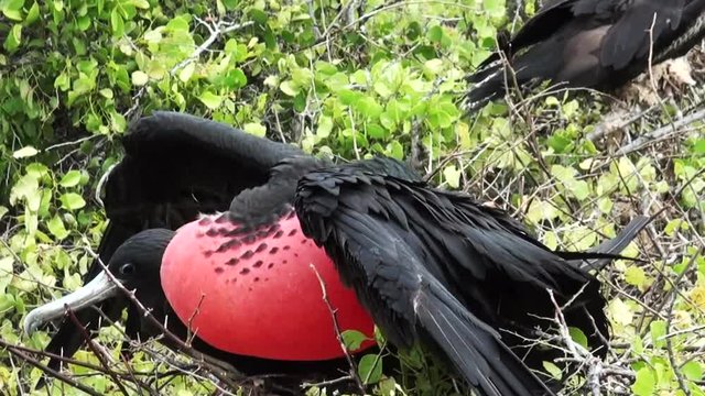 Magnificent frigatebird itches feathers, close up