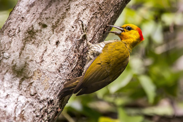 Woodpecker