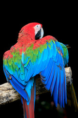 beautiful colorful feather of scarlet macaws bird perching on  dry branch