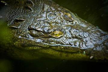 crocodile close up