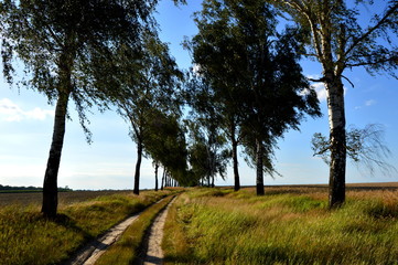 Dirt road in the middle of trees and fields