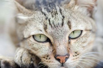 Close up of cat face looking the camera,Thai cat