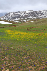 Fototapeta na wymiar Mountain landscape with yellow and blue flowers and melting snow