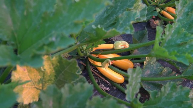 Yellow Squash Plants Dolly Shot 4K UHD. Flowering Yellow Squash Plants Growing On The Vine. Dolly Shot. 4K. UHD.
