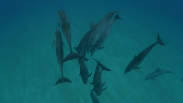 Spotted dolphins dive deep, POV
