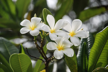 Obraz na płótnie Canvas Beautiful blossom white Plumeria flower in Thailand