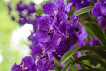 purple orchid flower in nature