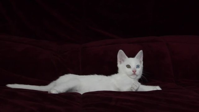 HD video of one small white kitten on a dark maroon bedspread grooming herself and looking around, chewing on paw, looks like nervous. heterochromia or odd colored eyes. One blue eye and one green.