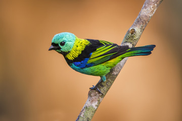 Green-headed Tanager