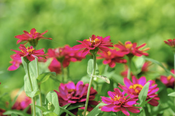 zinnia flower blooming in garden