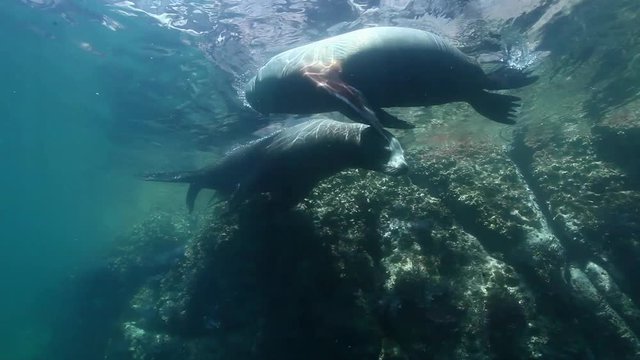 Sea Lions in Sea of Cortez, underwater diving POV near reef