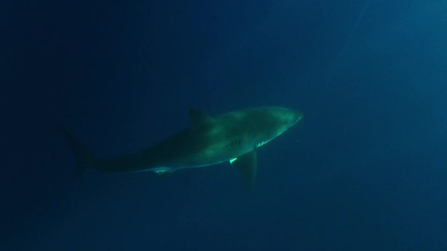 Great white shark swims to surface, POV
