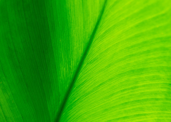 Naklejka premium green leaf texture background