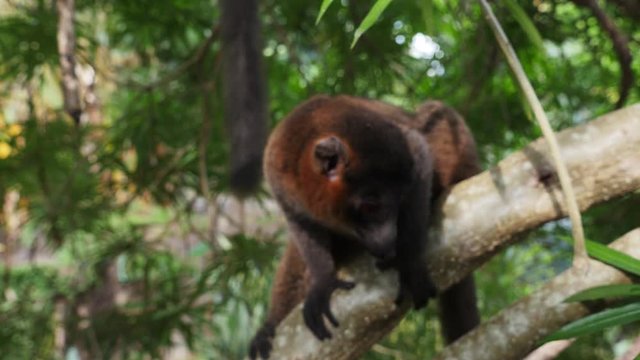 Mongoose lemur jumps off tree, close up