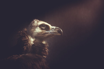 vulture