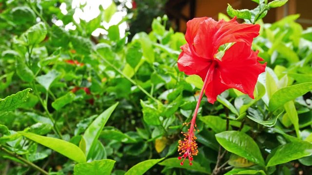 Red Hibiscus flower