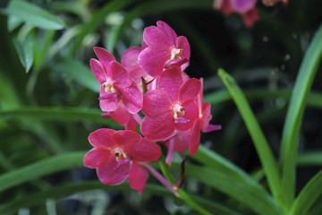 Beautiful orchid flower with natural background